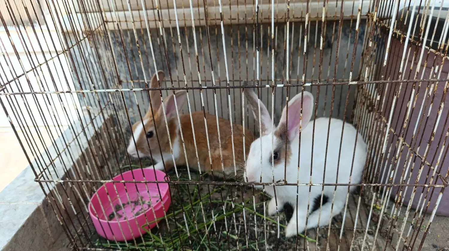 خرگوش|موش و خرگوش|گناباد, |دیوار