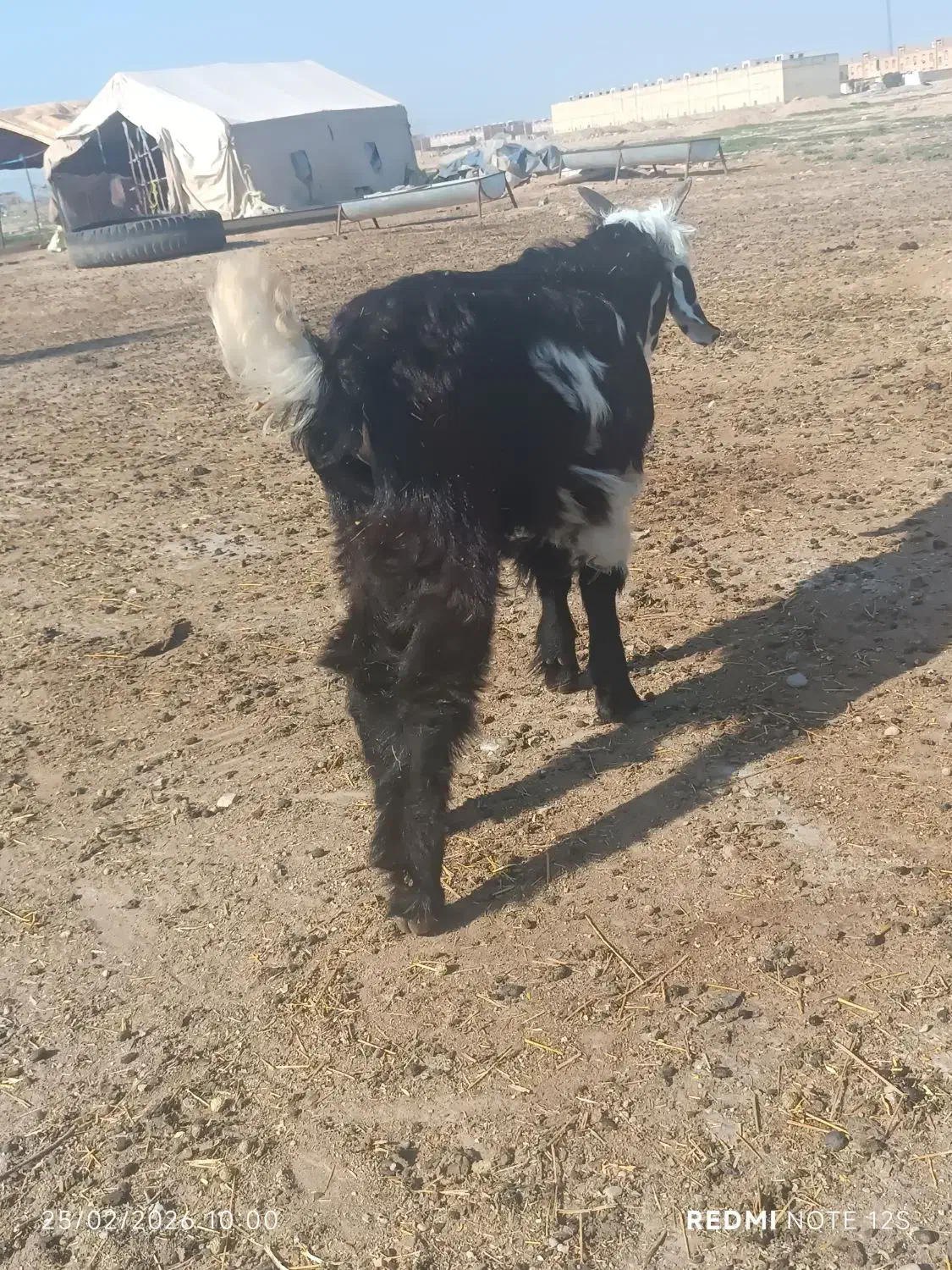 بز غاله|حیوانات مزرعه|دزفول, |دیوار