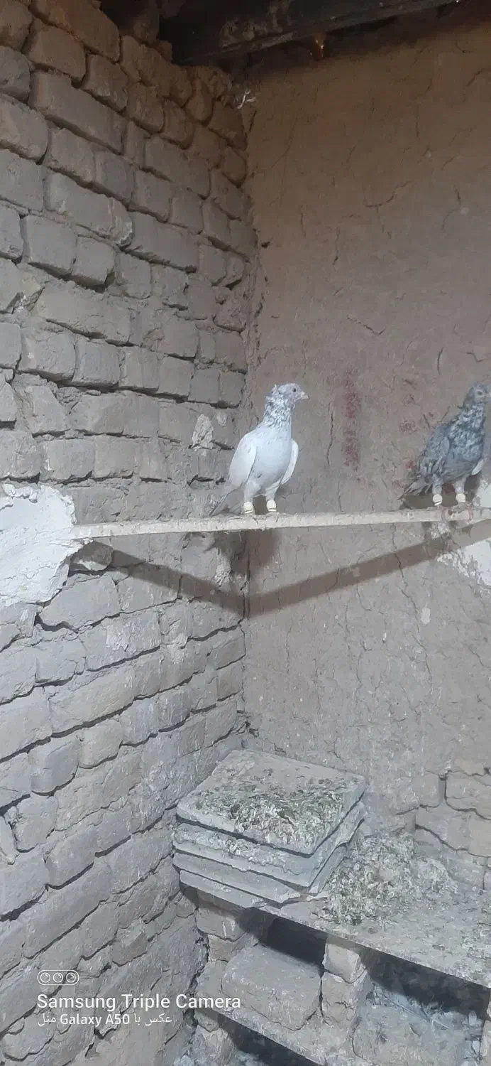 کبوتر|پرنده|ملک‌آباد, |دیوار