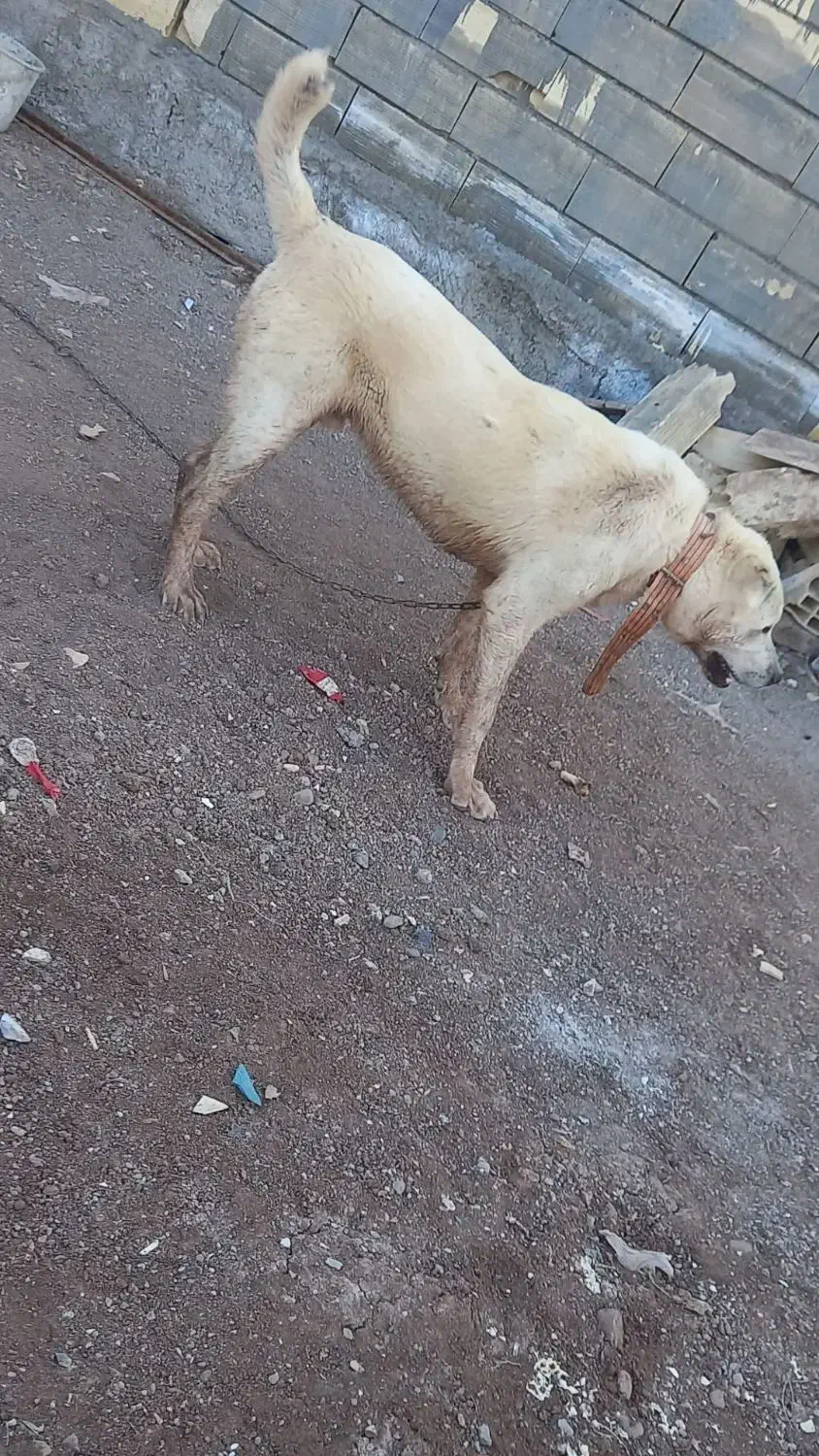 سگ الابای|سگ|چورزق, |دیوار