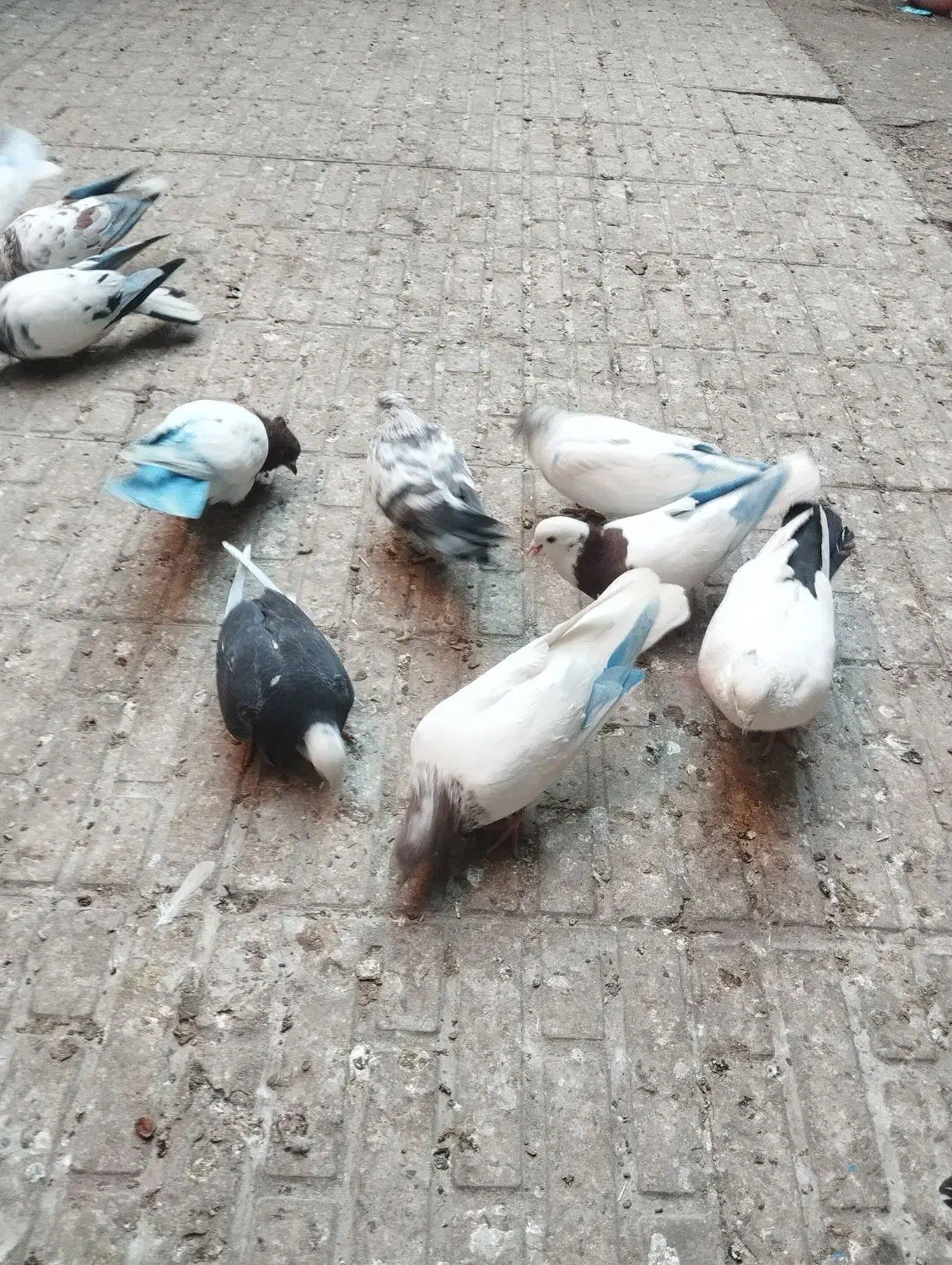 کفتر|پرنده|تبریز, |دیوار