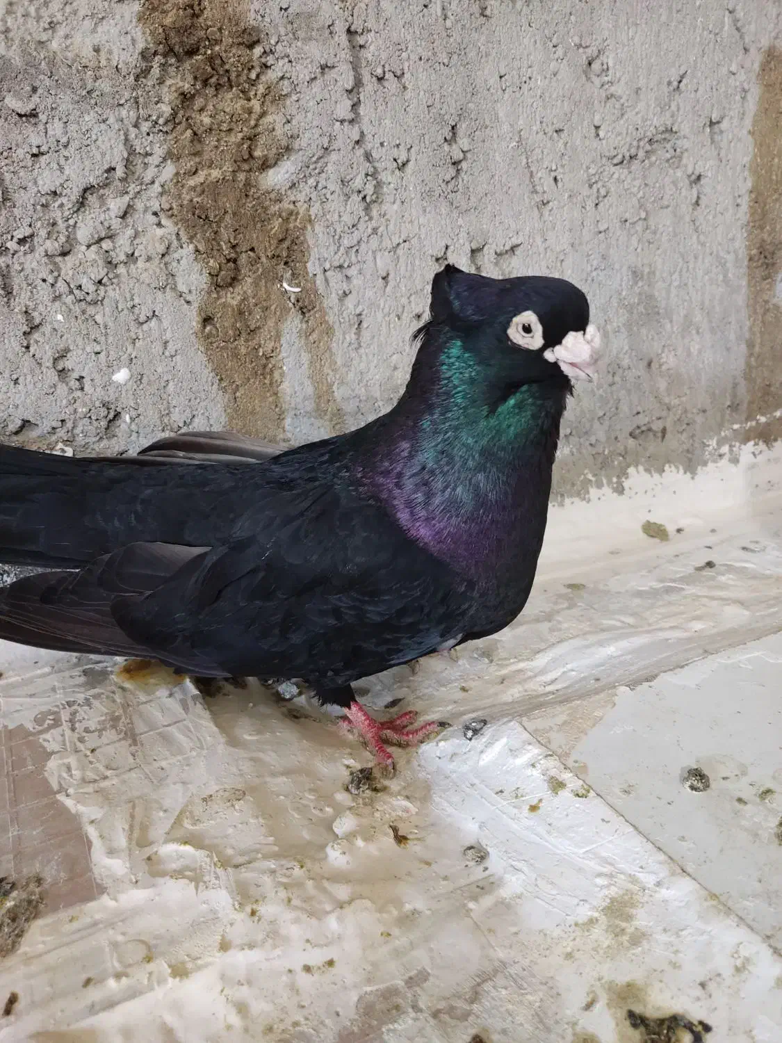 صرب|پرنده|مسجد سلیمان, |دیوار