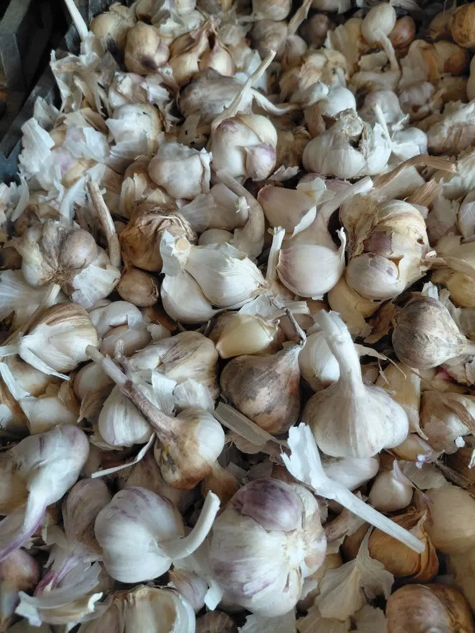 سیر|خوردنی و آشامیدنی|کرج, عظیمیه|دیوار