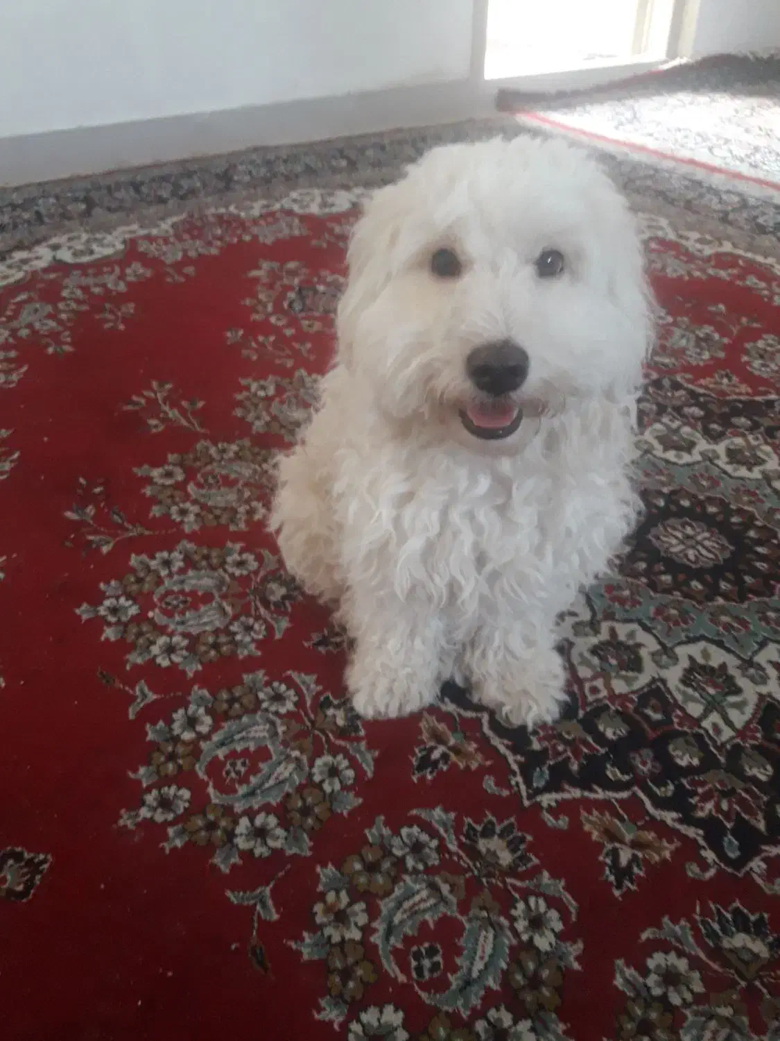 گمشده|حیوانات|قم, نخودی|دیوار