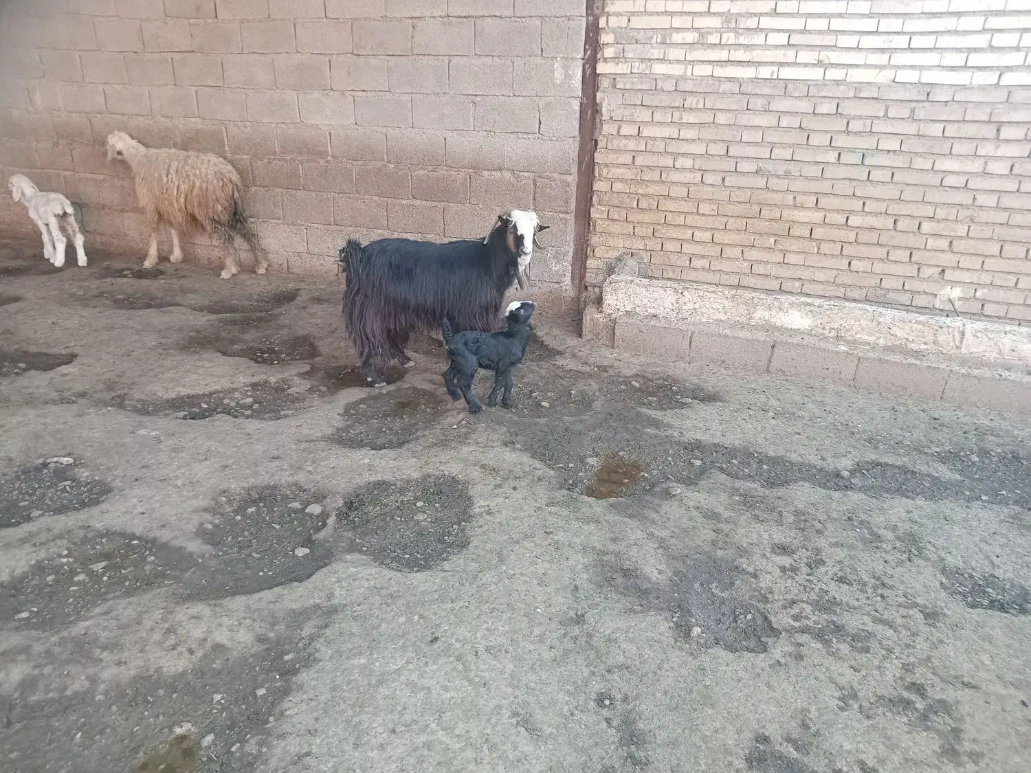 بزغاله|حیوانات مزرعه|دزفول, |دیوار