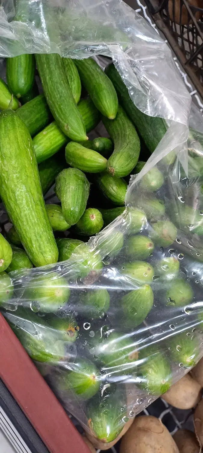 خیار|خوردنی و آشامیدنی|بیرجند, |دیوار