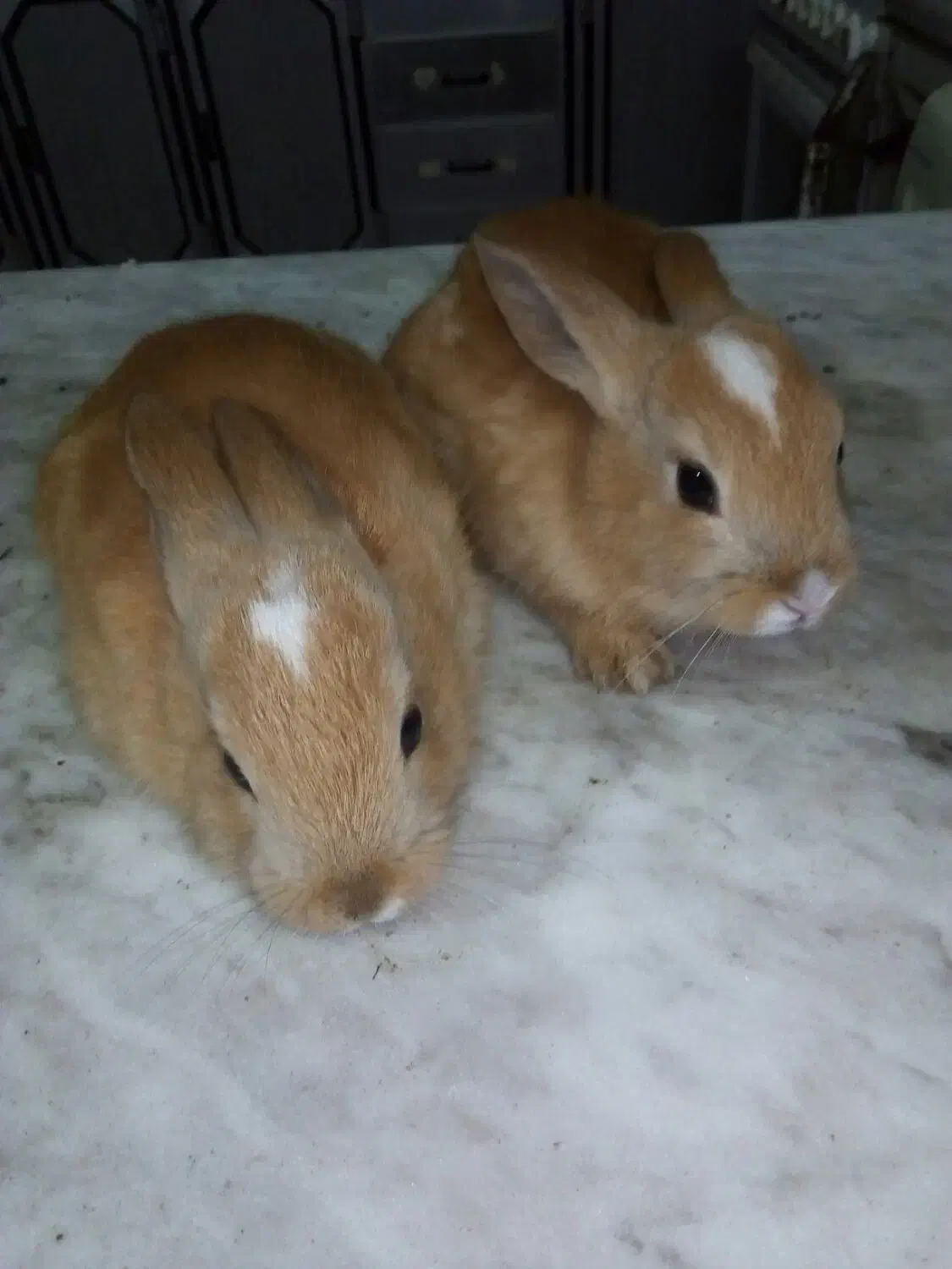 بچه خرگوش خونگی|موش و خرگوش|دزفول, |دیوار