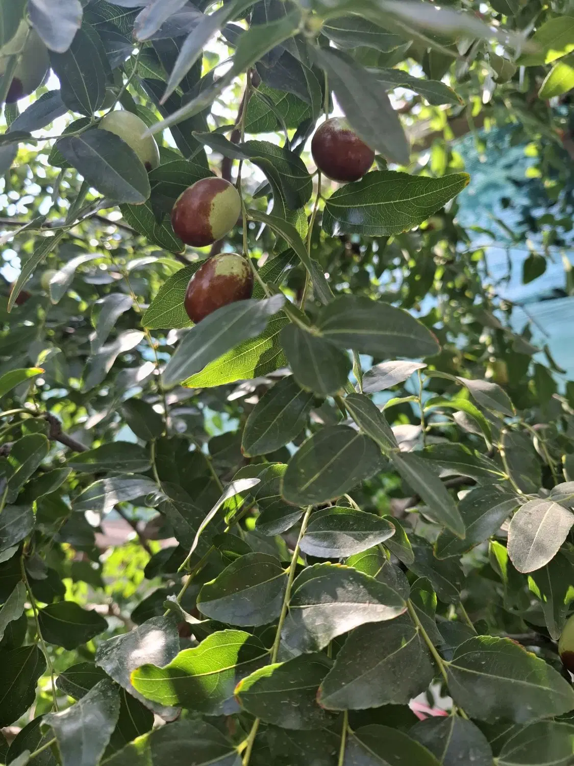 عناب|خوردنی و آشامیدنی|مبارکه, |دیوار