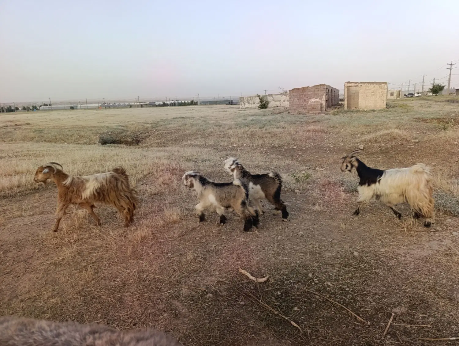 بز و بیگ|حیوانات مزرعه|دزفول, |دیوار