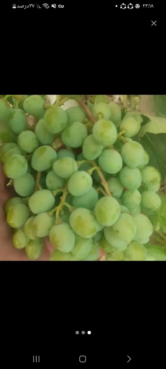 غوره|خوردنی و آشامیدنی|شاهرود, |دیوار