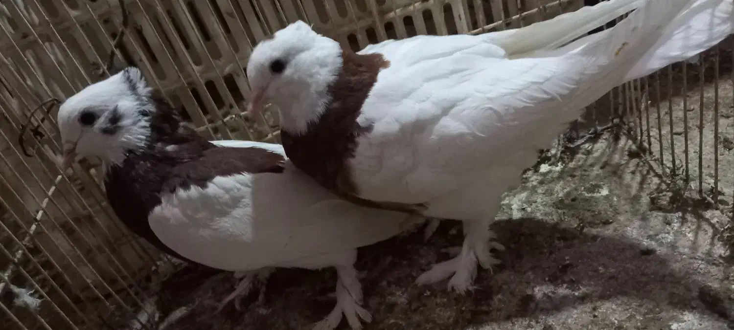 کفتر|پرنده|زارچ, |دیوار