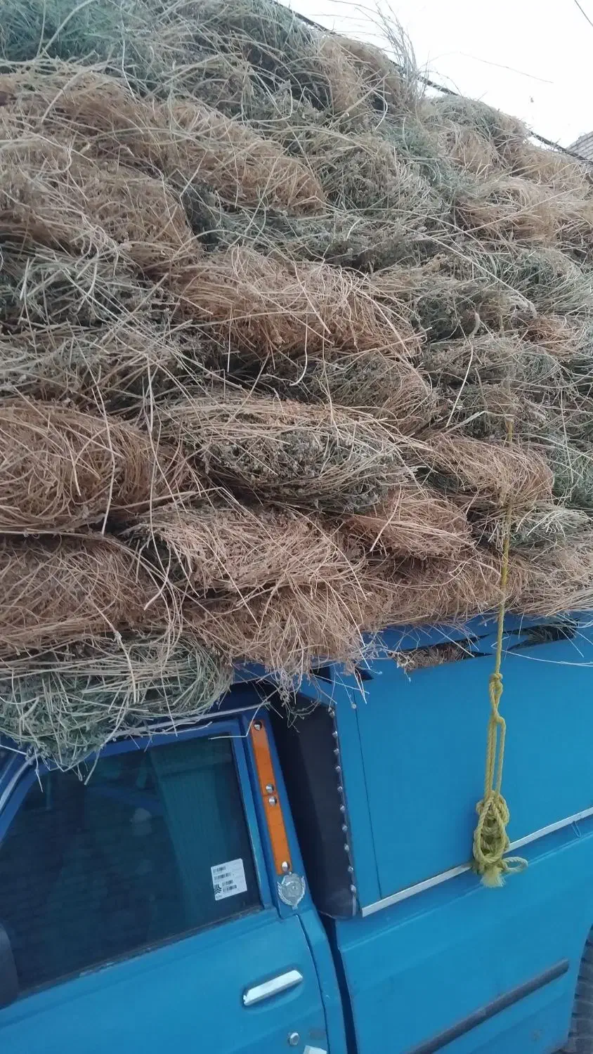 یونجه|عمده‌فروشی|چالدران, |دیوار