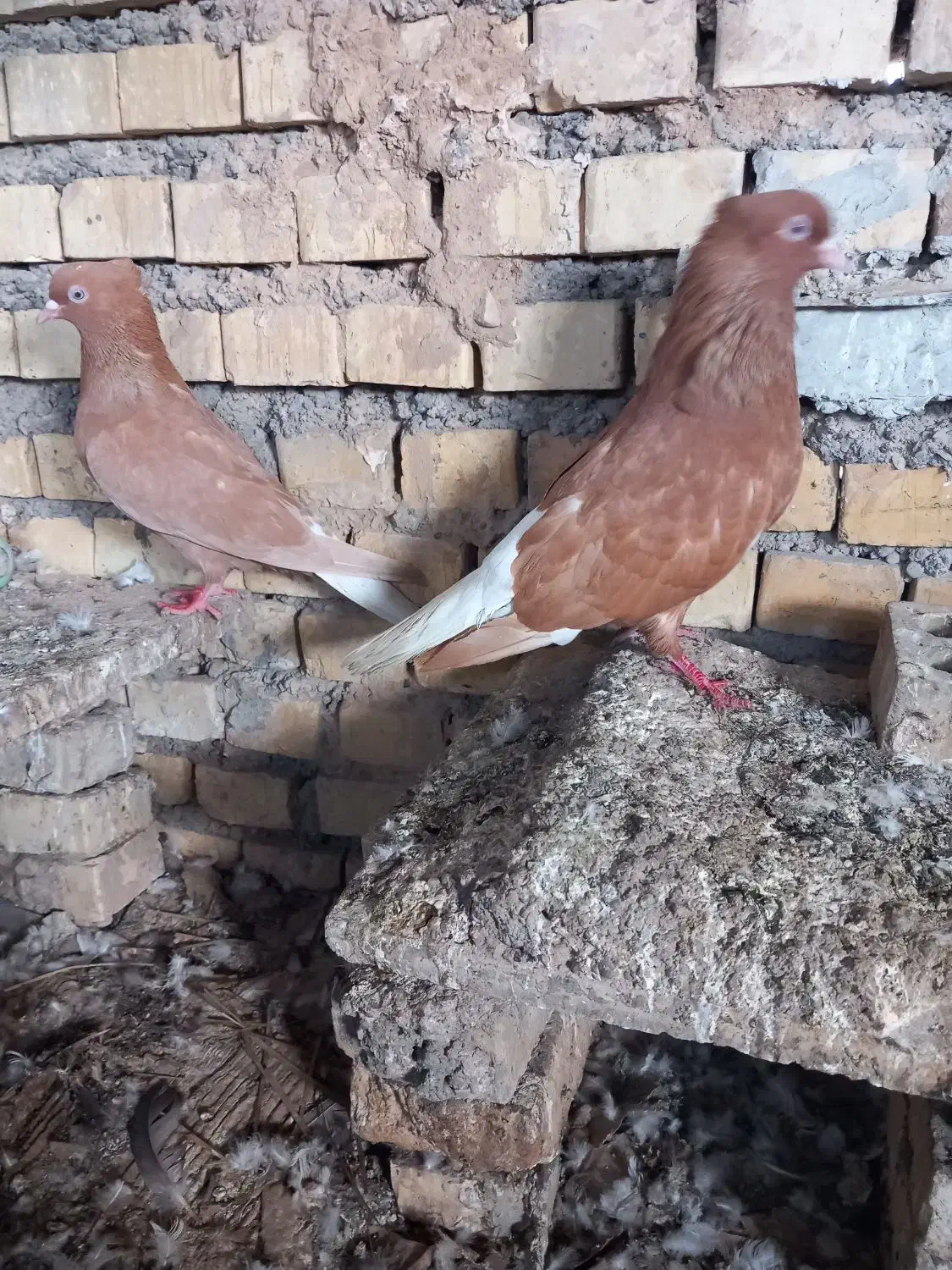 اشعل زرد|پرنده|خرمشهر, |دیوار