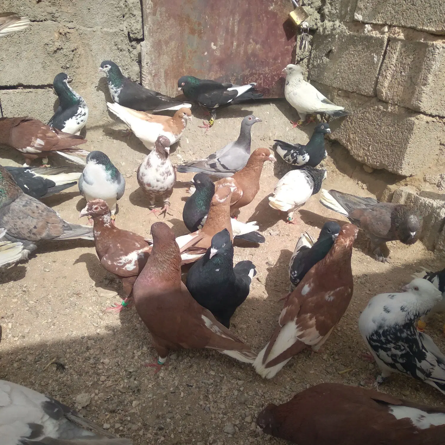 کفتر|پرنده|شیراز, کفترک|دیوار