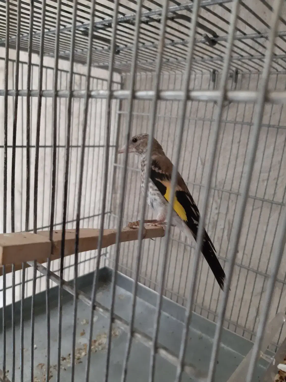 سهره نر|پرنده|تهران, قلهک|دیوار