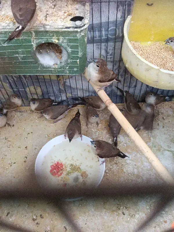 فنچ|پرنده|بم, |دیوار