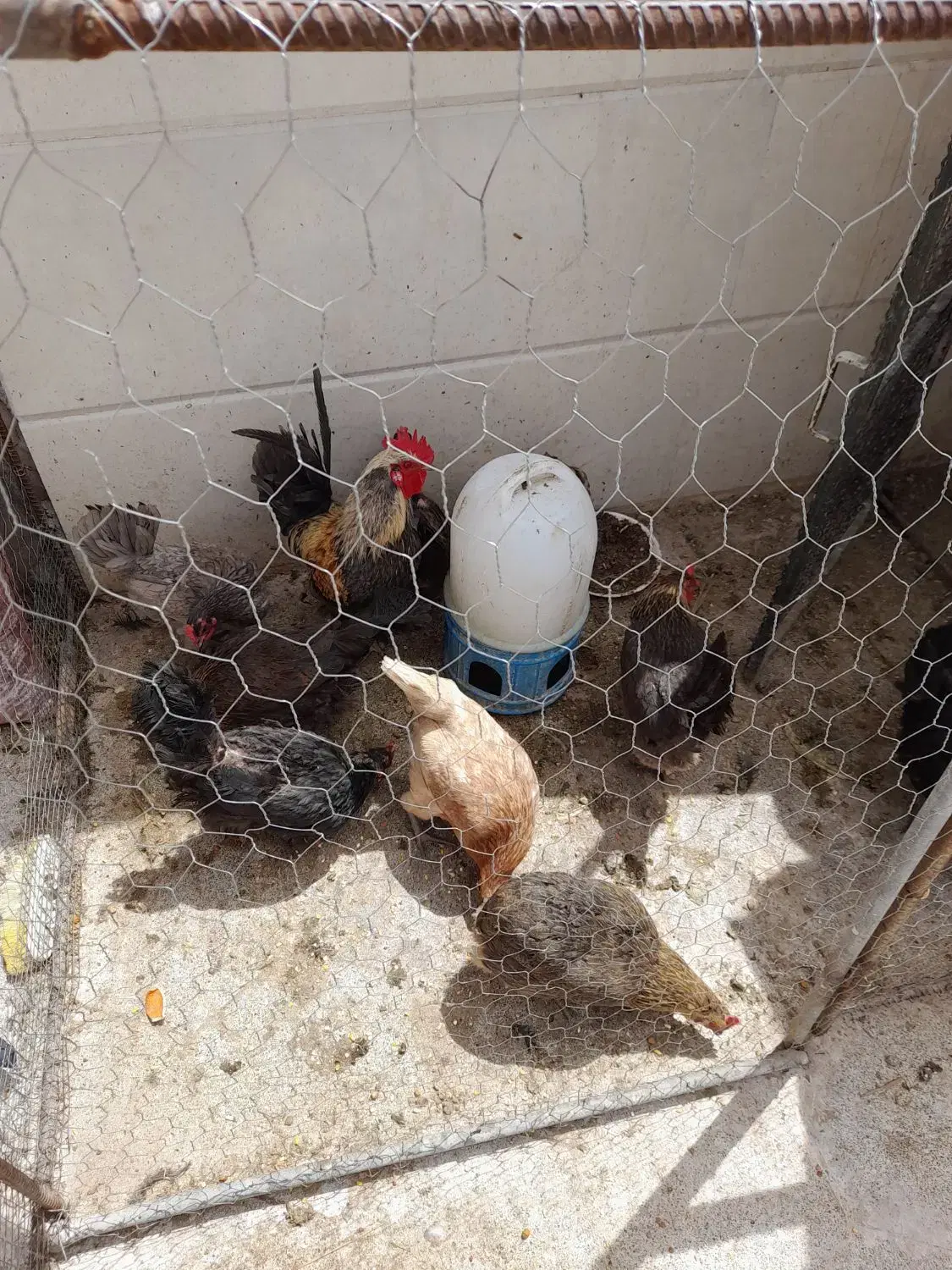 ۱۰۰|پرنده|نگار, |دیوار