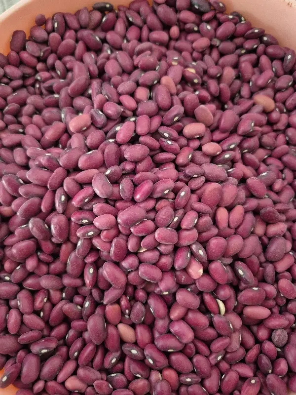 حبوبات|خوردنی و آشامیدنی|شیراز, شهرک مدرس|دیوار