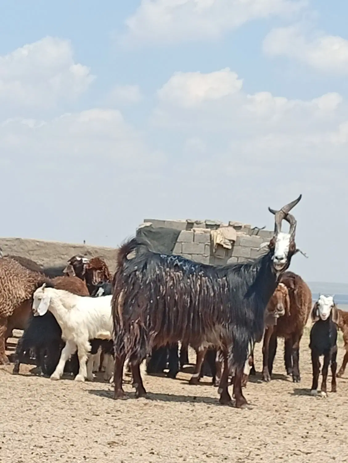 نربز|حیوانات مزرعه|سرخس, |دیوار