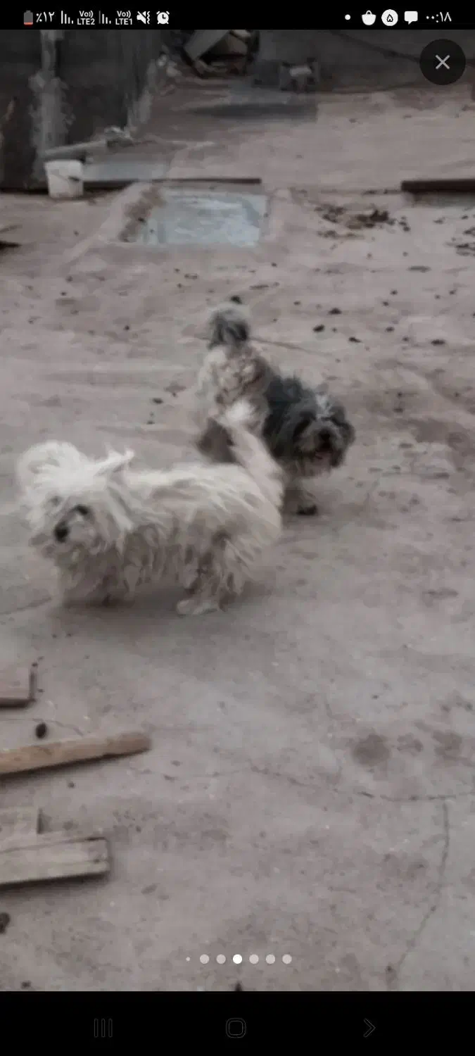 گم شده|حیوانات|شاهرود, |دیوار