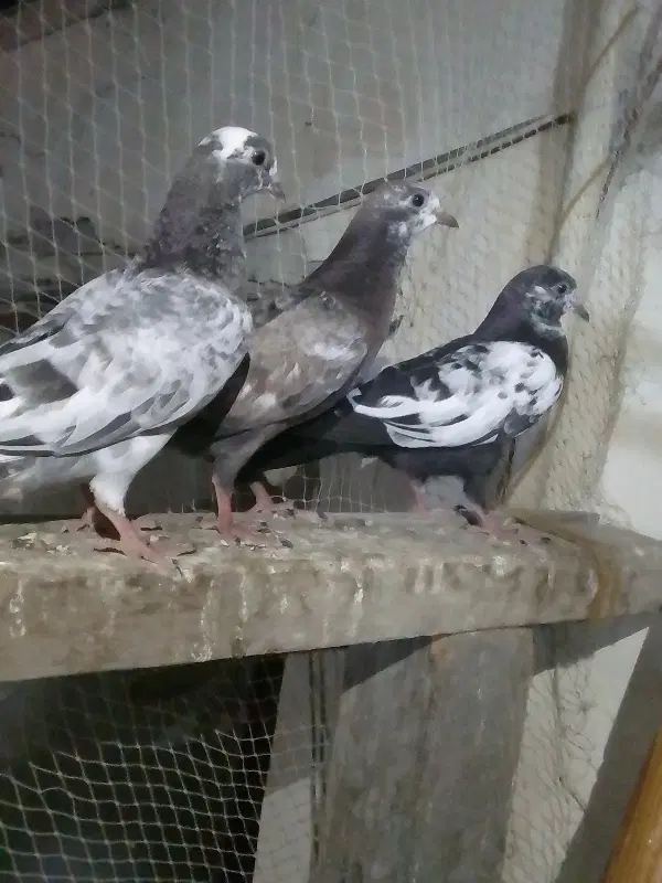 کفتر|پرنده|درگهان, |دیوار