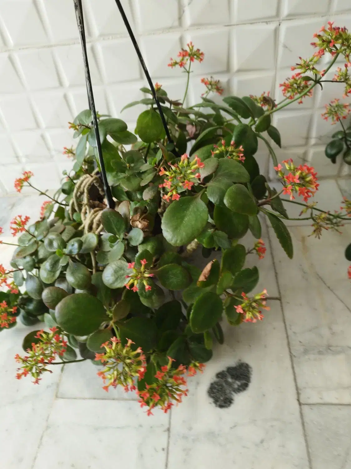 گل طبیعی|گل و گیاه طبیعی|کرج, حاجی آباد|دیوار