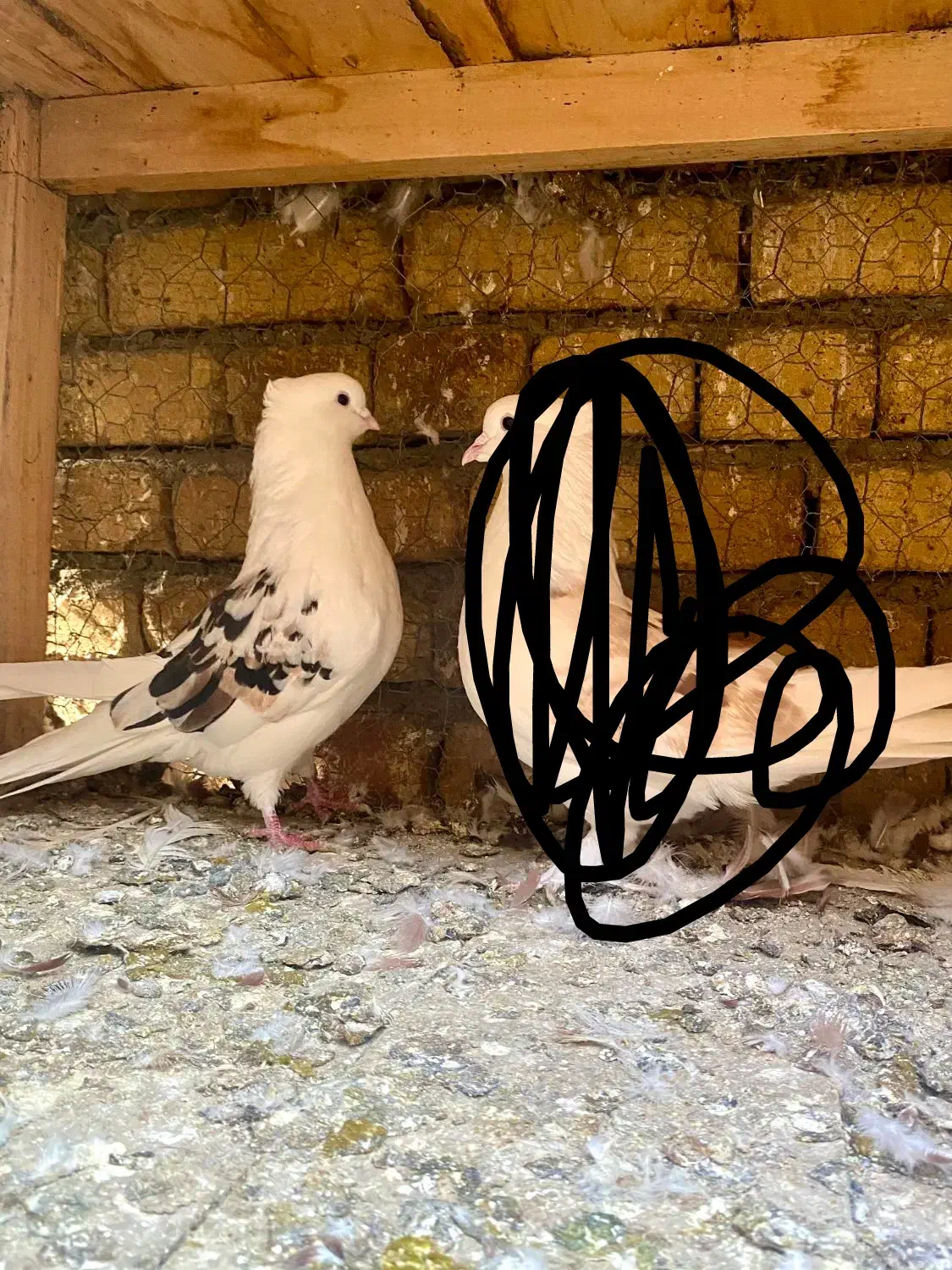 کبوتر|پرنده|نوشین شهر, |دیوار