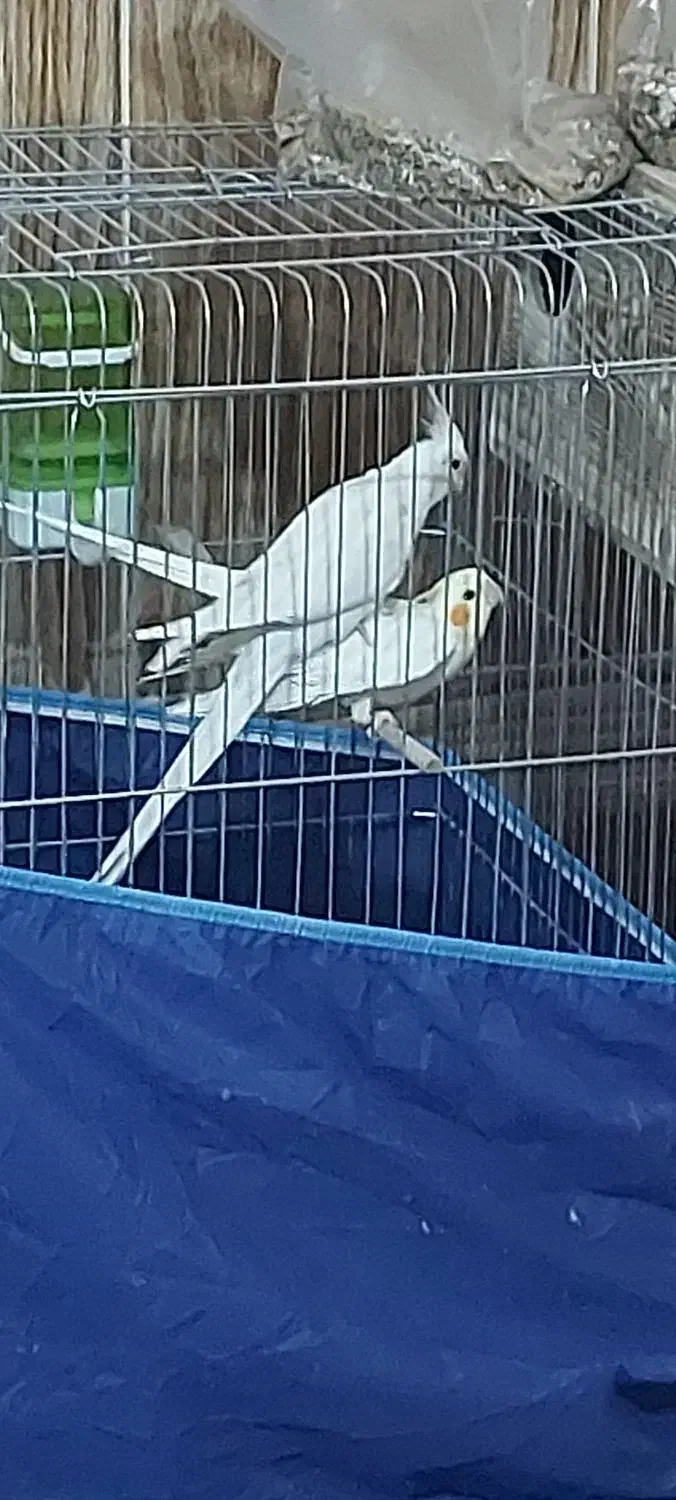 عروس هلندی|پرنده|رودان, |دیوار