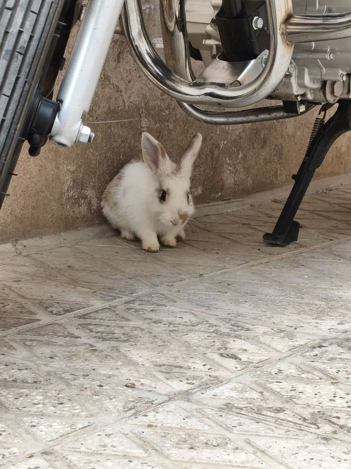 خرگوش|موش و خرگوش|سمنان, |دیوار