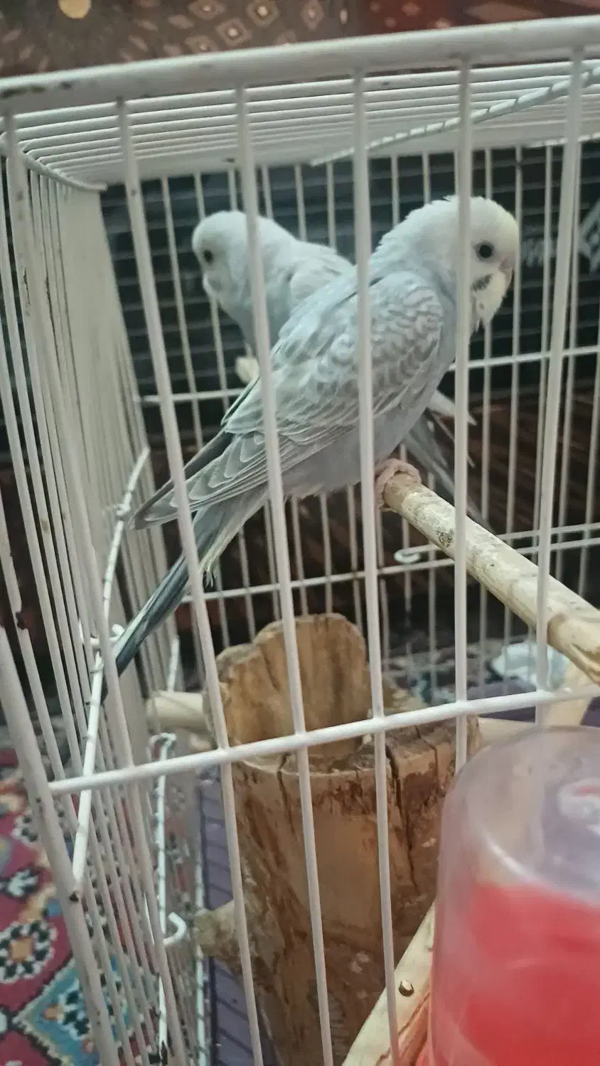 مرغ عشق|پرنده|اسفراین, |دیوار