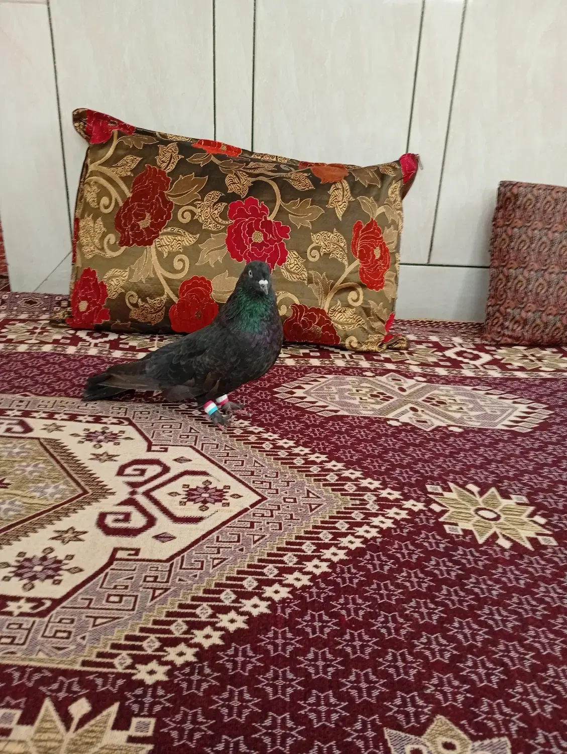 کفتر|پرنده|فارسان, |دیوار