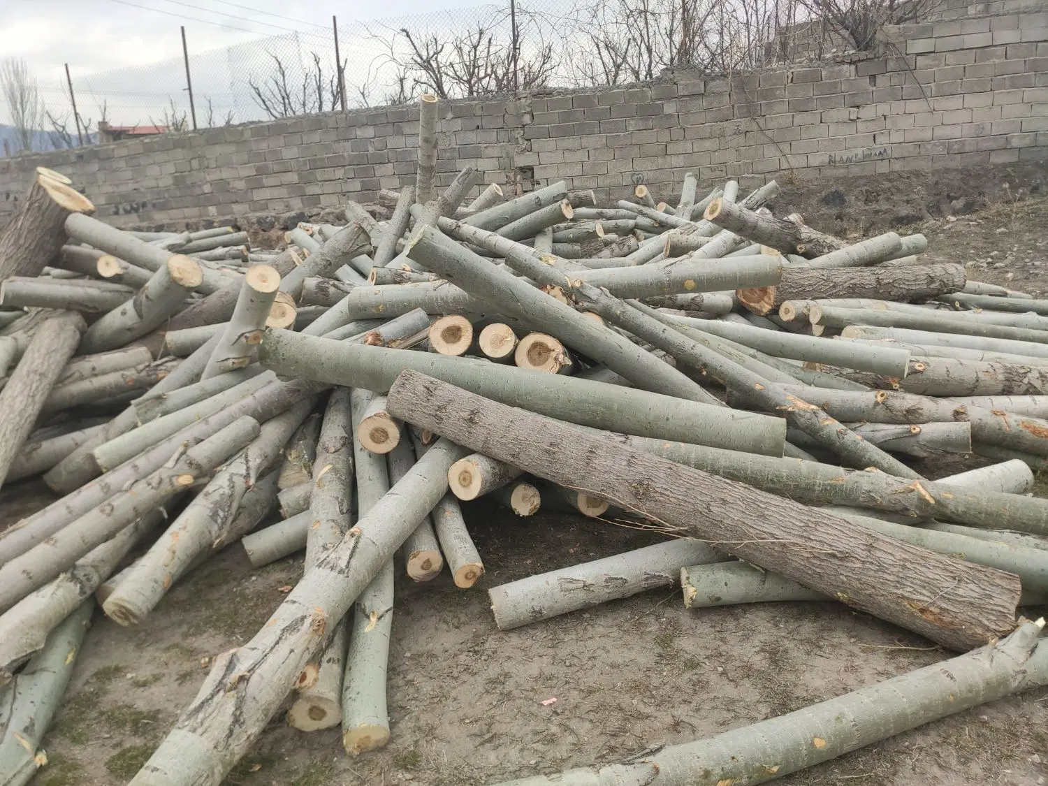 چوب بری|گل و گیاه طبیعی|ماکو, |دیوار