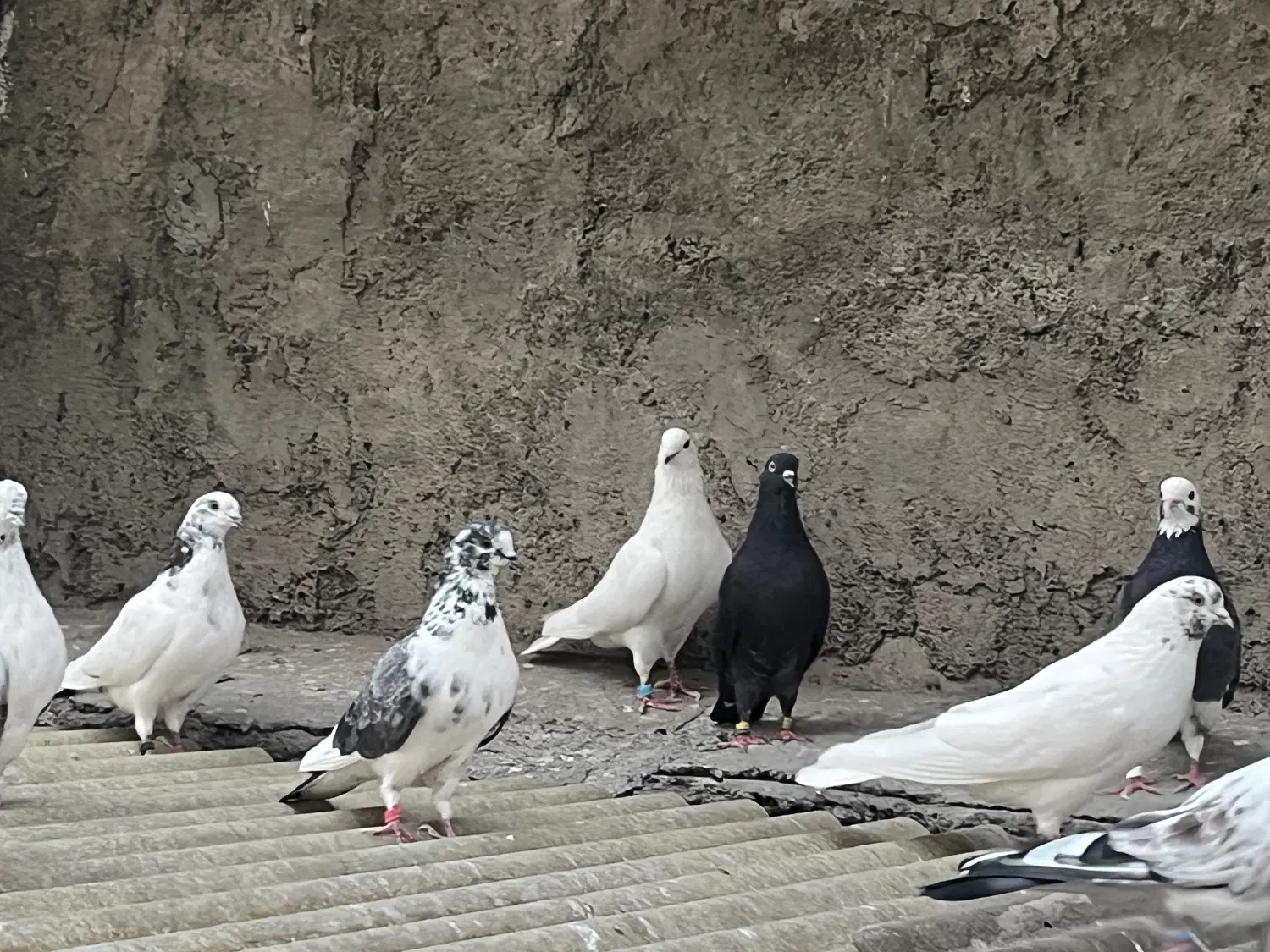 کفتر|پرنده|تهران, دهکده المپیک|دیوار