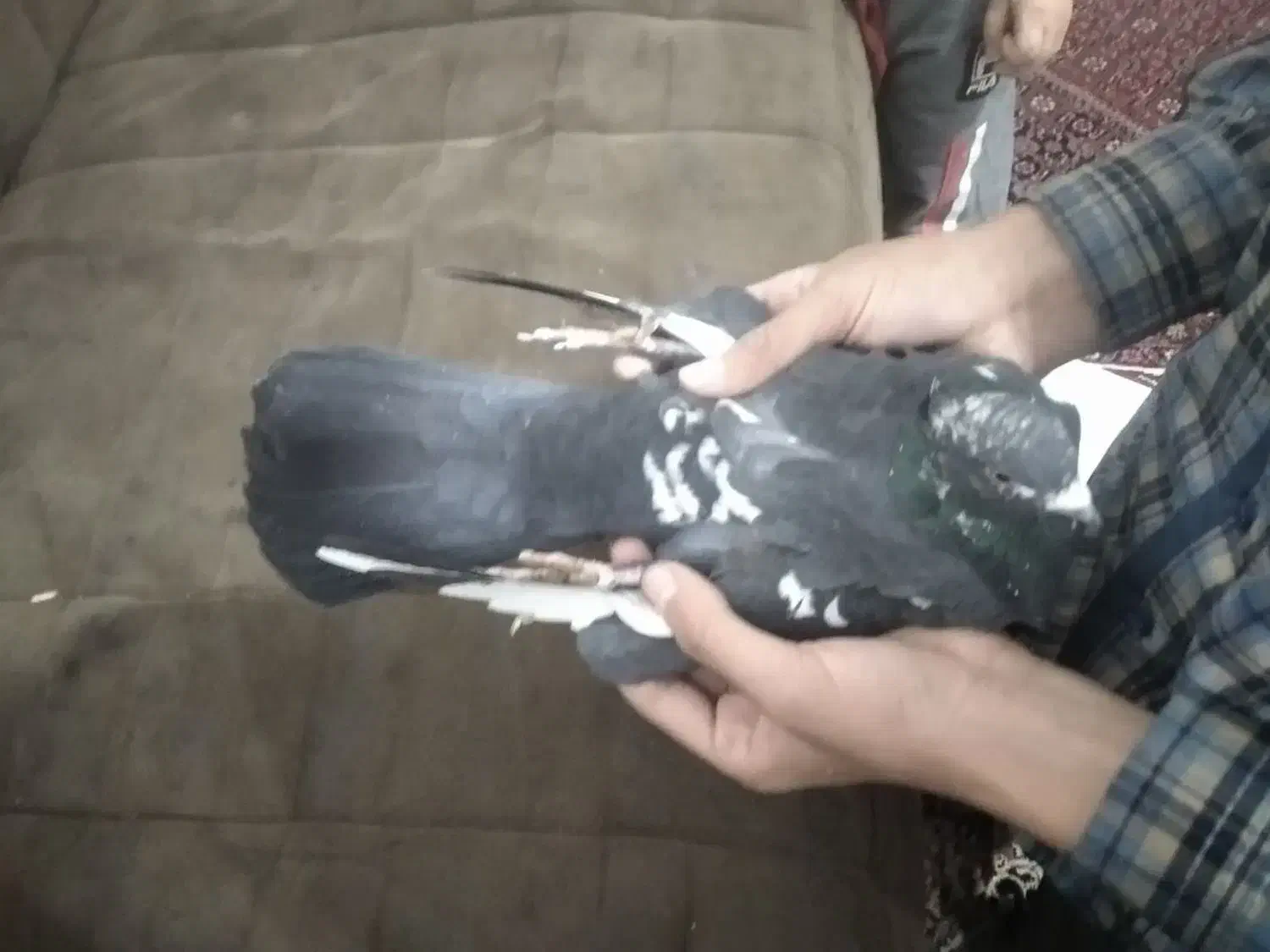 کفتر|پرنده|قم, شهر قائم|دیوار