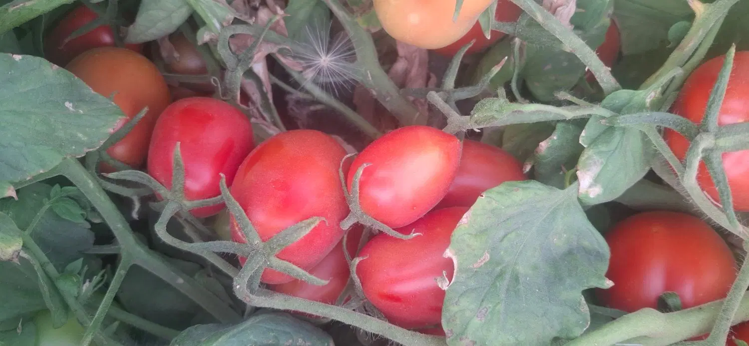 گوجه|خوردنی و آشامیدنی|لالجین, |دیوار