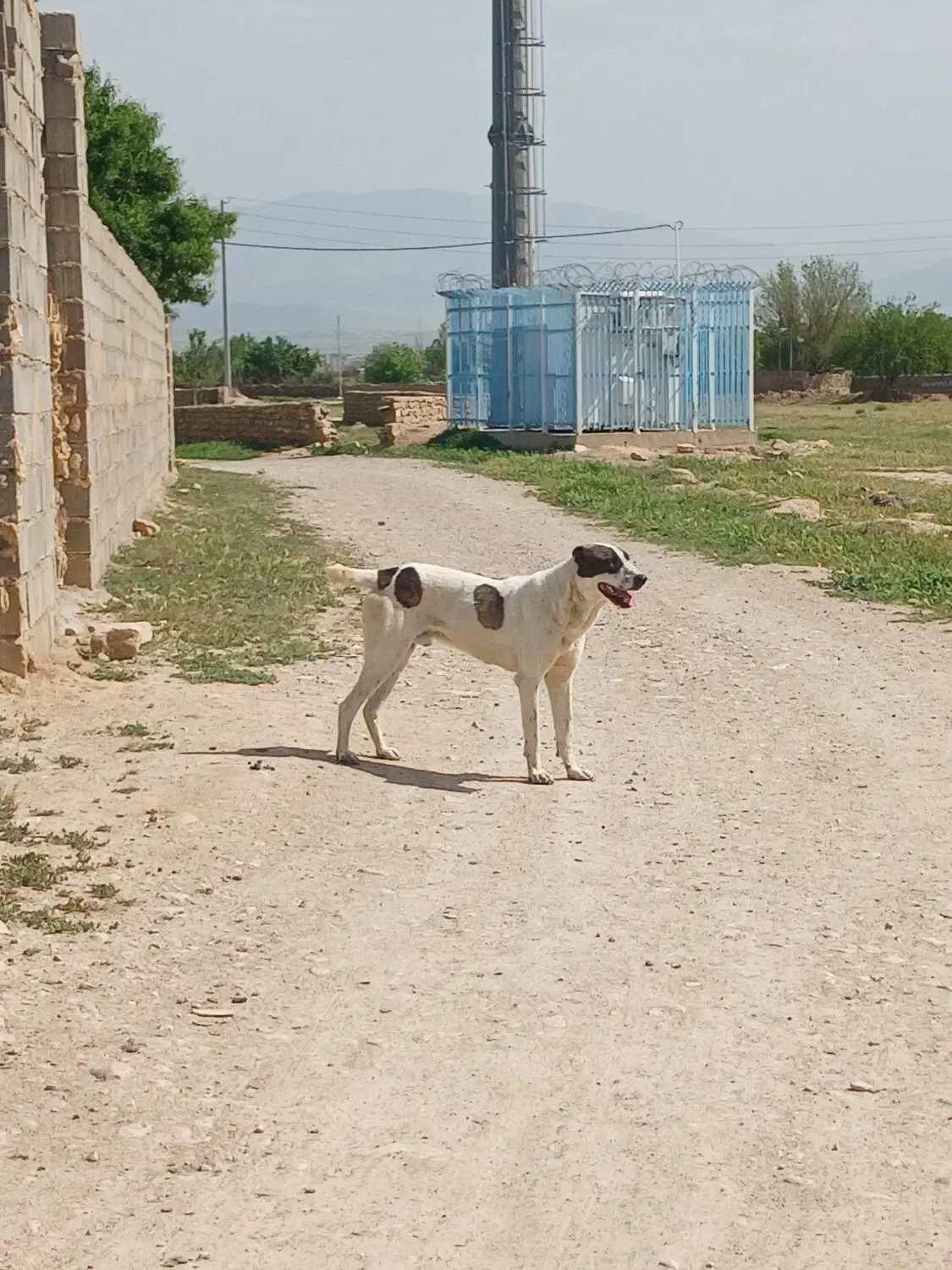 سگ گله|سگ|شیروان (خراسان), |دیوار