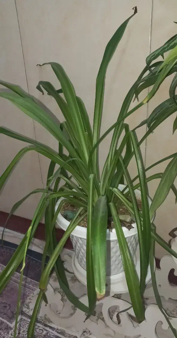 گل طبیعی|گل و گیاه طبیعی|پاکدشت, خاتون آباد|دیوار