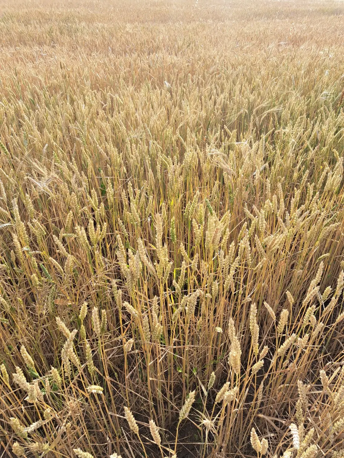 گندم|خدمات باغبانی و درختکاری|اردبیل, |دیوار