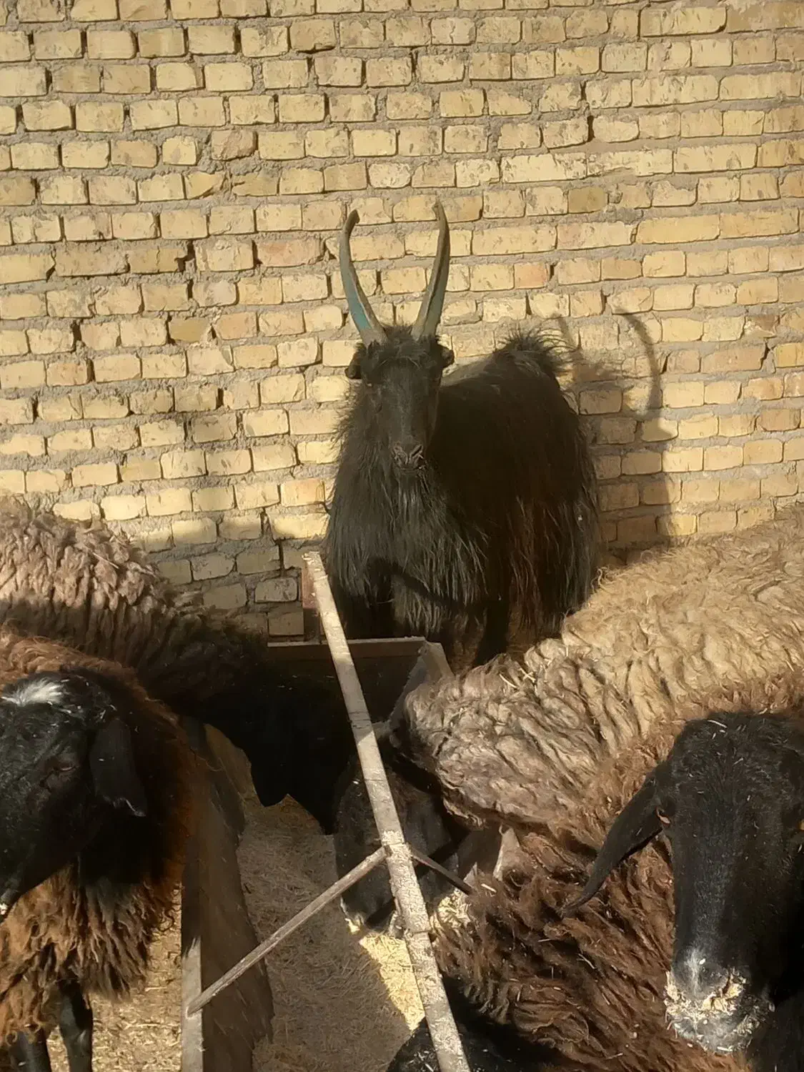 قوچ نربز|حیوانات مزرعه|جوادآباد, |دیوار