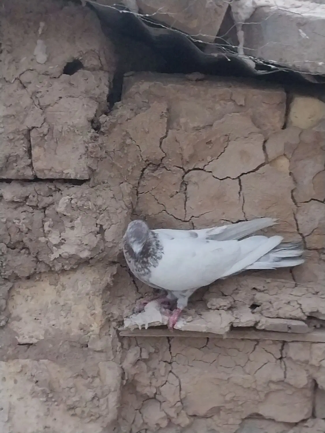 کفتر|پرنده|معصومیه, |دیوار