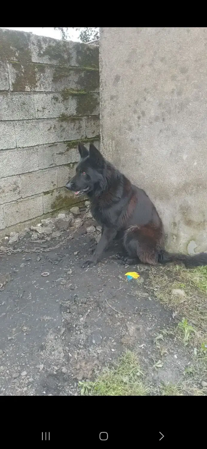 Black german|سگ|پره‌سر, |دیوار