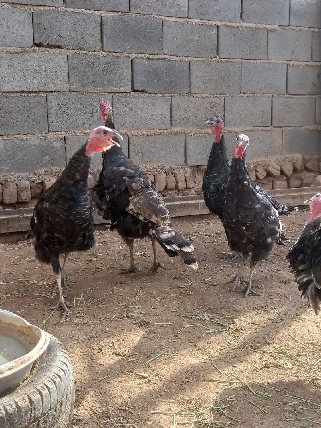 بوقلمون|حیوانات مزرعه|قیدار, |دیوار