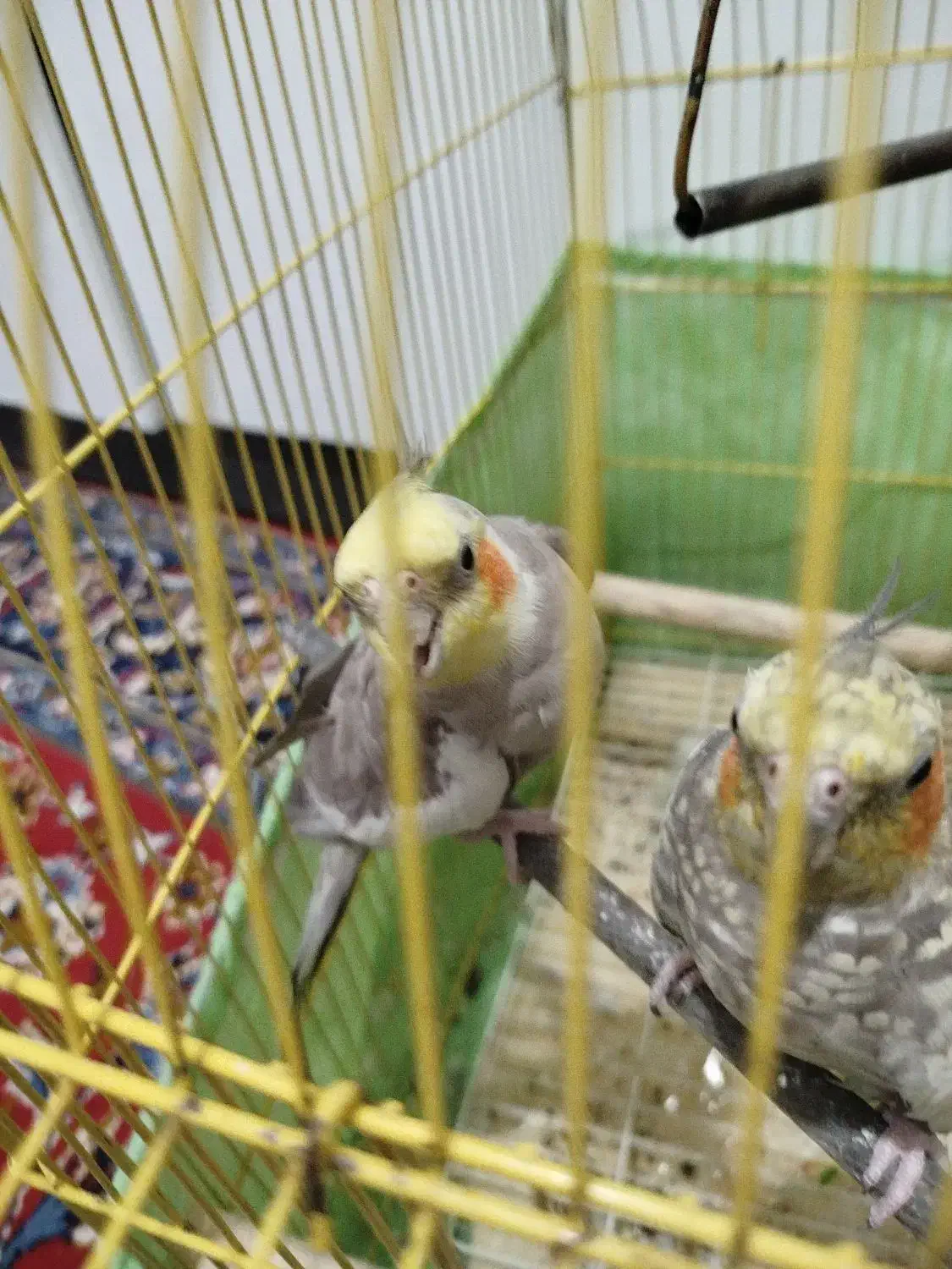 جفت مولد به شرط|پرنده|نسیم‌شهر, |دیوار