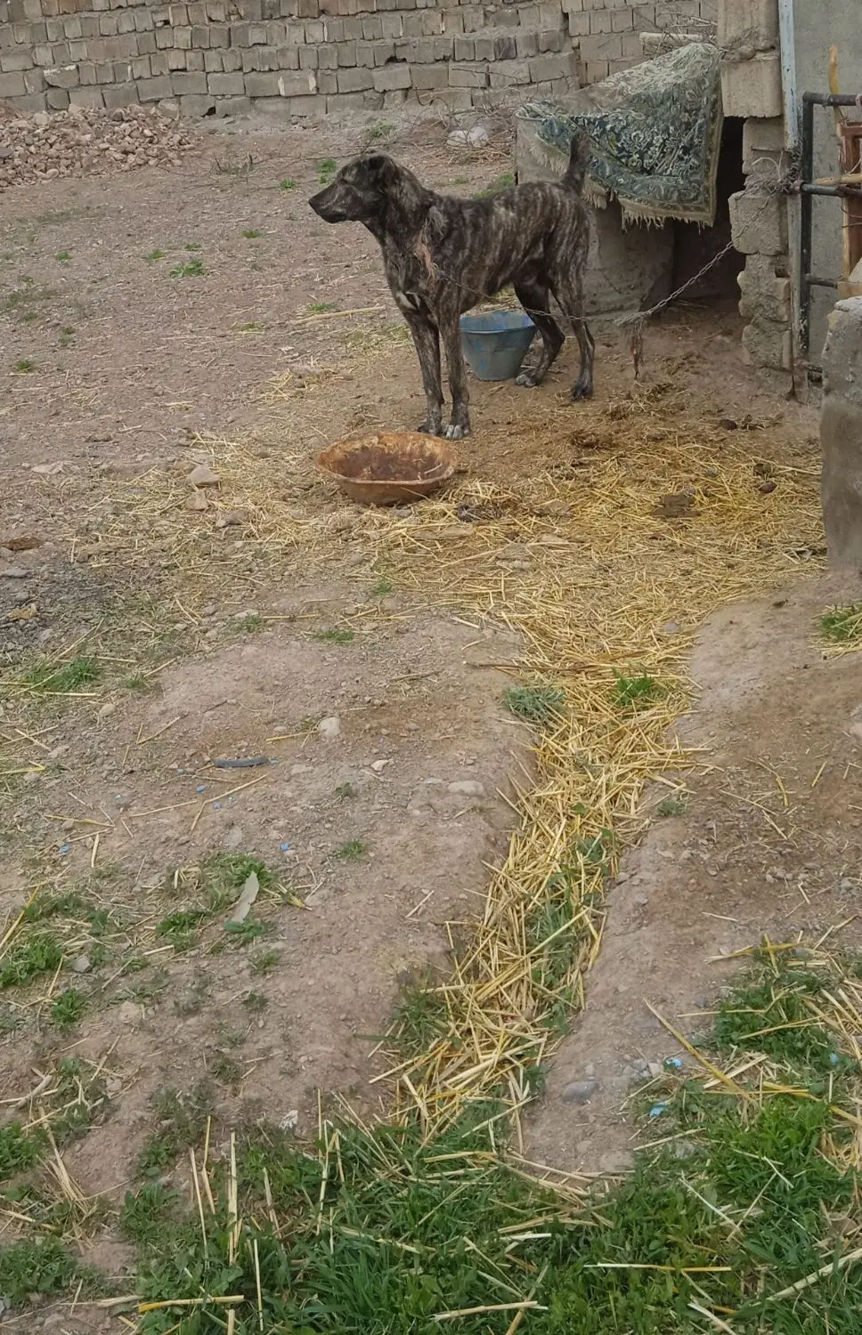 سگ ادمی|سگ|باخزر, |دیوار