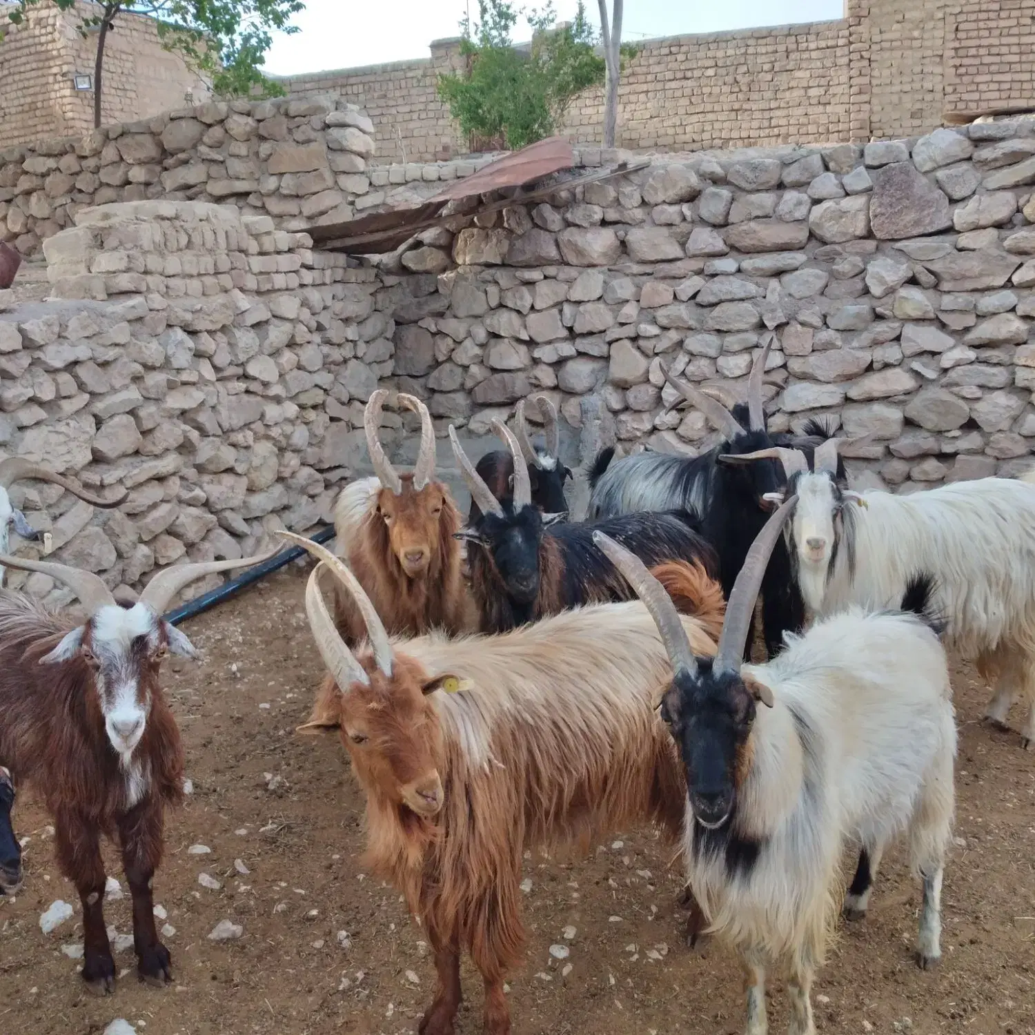 نر بز|حیوانات مزرعه|ساوه, |دیوار