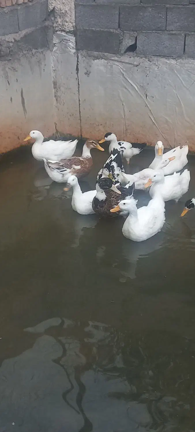 اردک مگ مگی|حیوانات مزرعه|رویان, |دیوار