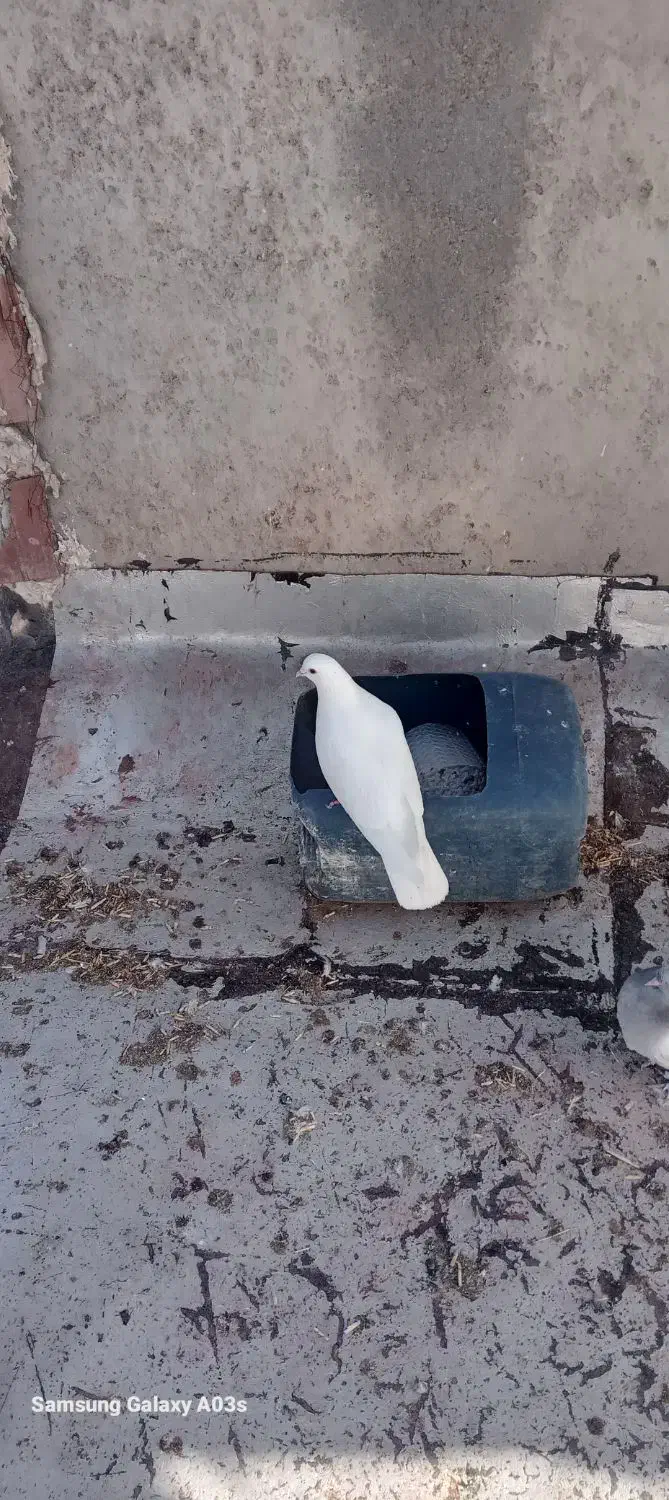 کفتر|پرنده|اردبیل, |دیوار