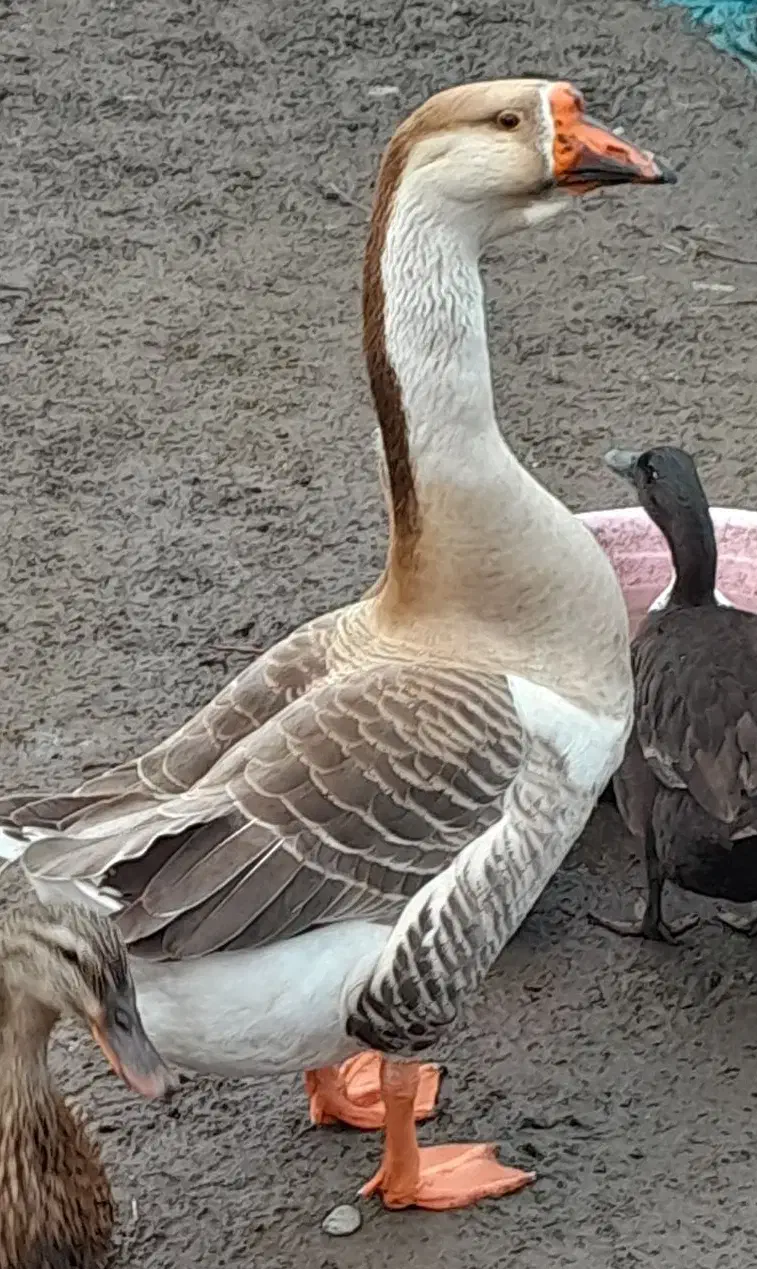 قو غاز|حیوانات مزرعه|رشت, فلسطین|دیوار