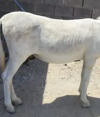 الاغ نر|حیوانات مزرعه|محمدشهر, محمدشهر|دیوار