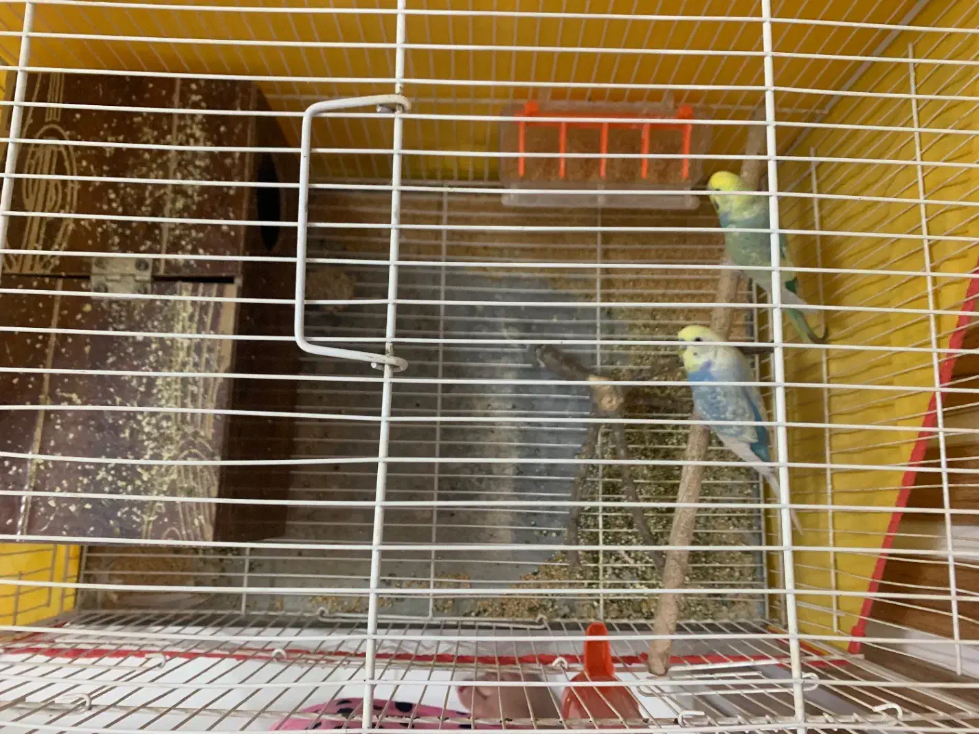 مرغ عشق|پرنده|سبزوار, فرهنگیان|دیوار